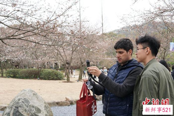 漫步鼋头渚景区，外籍友人记录樱花美景。　孙权 摄