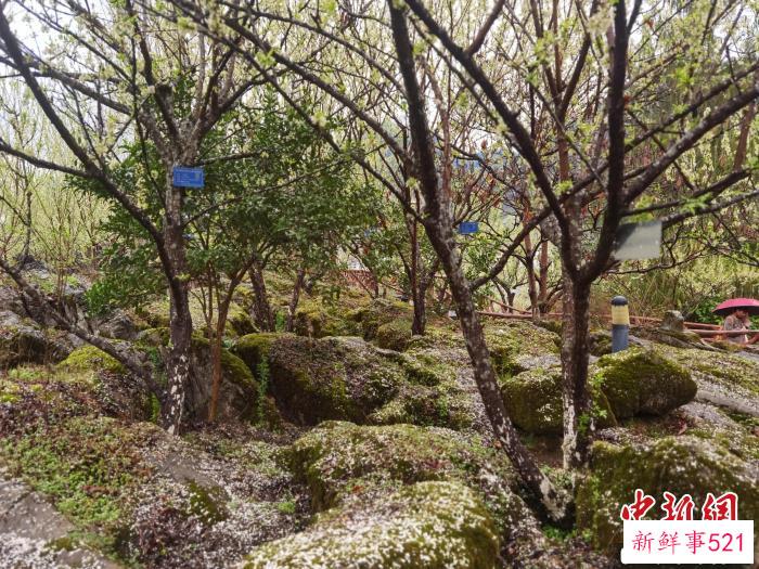 图为生长在石头缝里的李树。　周燕玲 摄