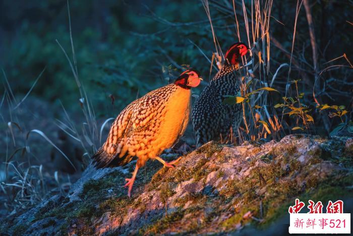 晨起的黄腹角雉。　建瓯市检察院第五检察部科技人员万勇 摄