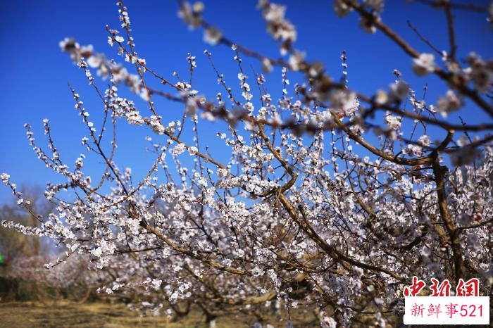 杏花在枝头绽放。　李靖海 摄