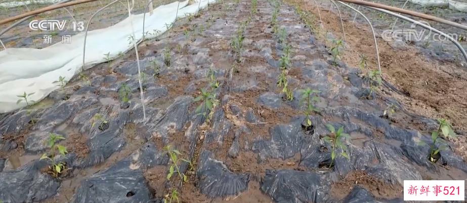 守护一泓清水 科学回收废旧农膜“变废为宝”