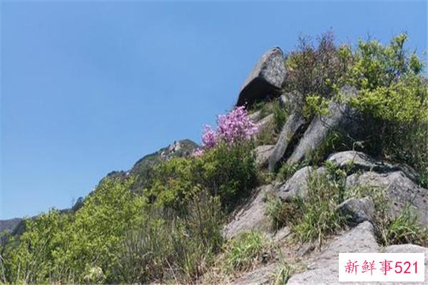 修水百灵镇为什么美女多？当地人喜欢喝菊花茶