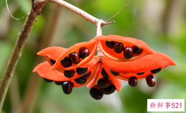 假苹果女能不能吃 水果能不能吃(有祛瘀止痛的功效)