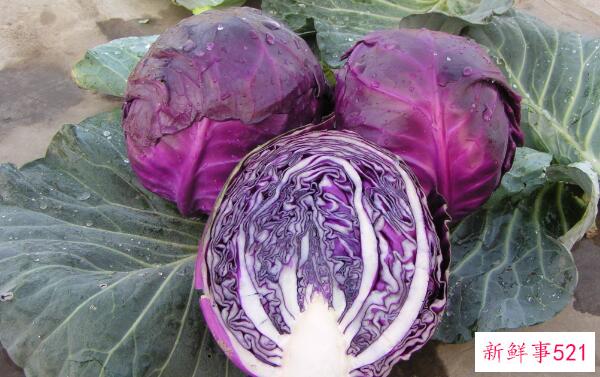 白菜和卷心菜的区别是外观、营养、功效不同