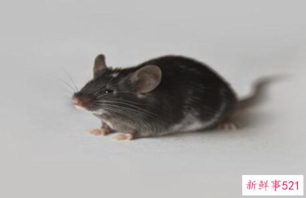 头孢菌素和咖啡可以一起吃吗？否(咖啡会削弱头孢菌素的作用)