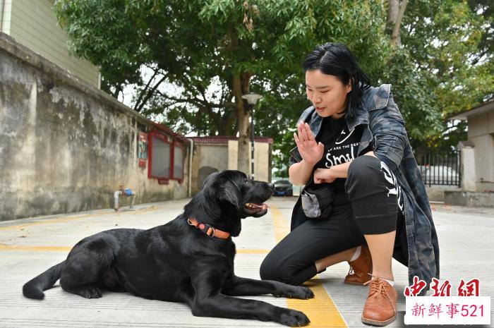 崔静宜训练宠物犬趴下。　俞靖 摄