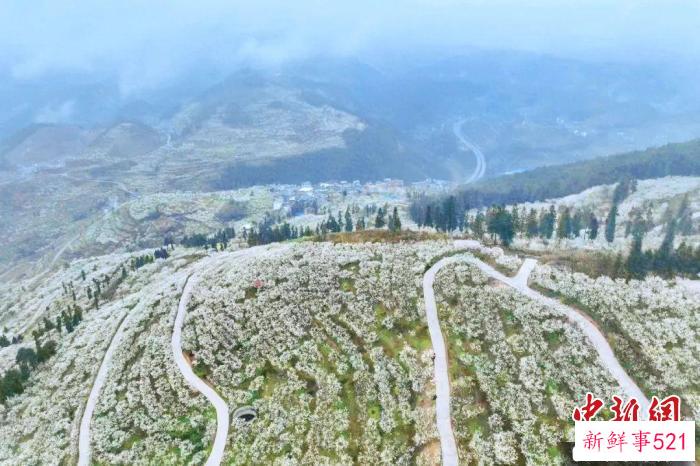 图为漫山遍野的李花盛开犹如“雪山”。　朱子立 摄