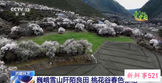 西藏林芝:巍峨雪山阡陌良田 桃花谷春色惊艳