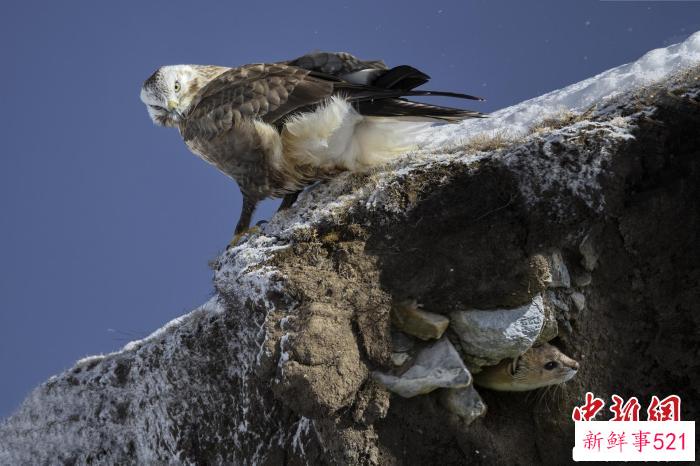 图为焦生福的作品《侧目思狡兔》。　青海省祁连山自然保护协会供图
