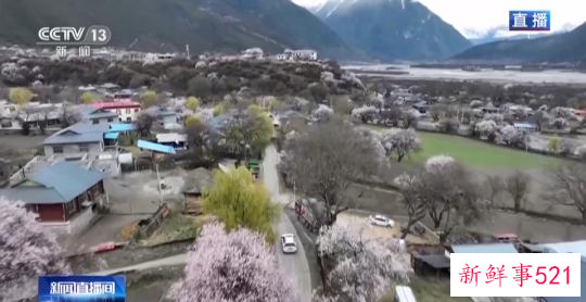 西藏林芝:巍峨雪山阡陌良田 桃花谷春色惊艳
