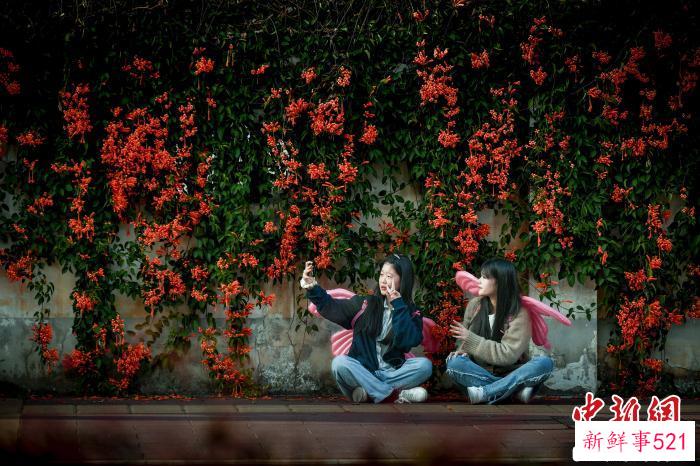 3月19日，在福建省建瓯市新区的一处路段，小路巷尾，橙红鲜艳的炮仗花，爬满廊架。　魏永青 摄