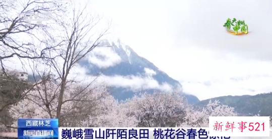 西藏林芝:巍峨雪山阡陌良田 桃花谷春色惊艳
