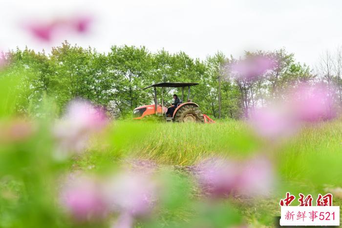 春分节气知多少：如何才能缓解春困？