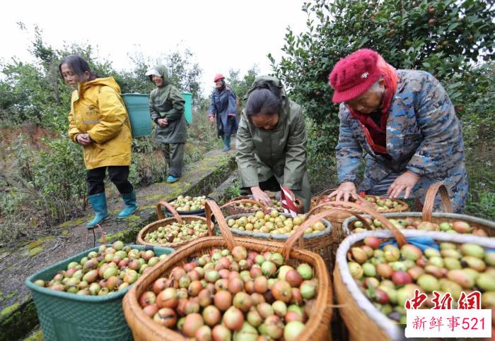 图为贵州玉屏油茶果。　刘四黑 摄