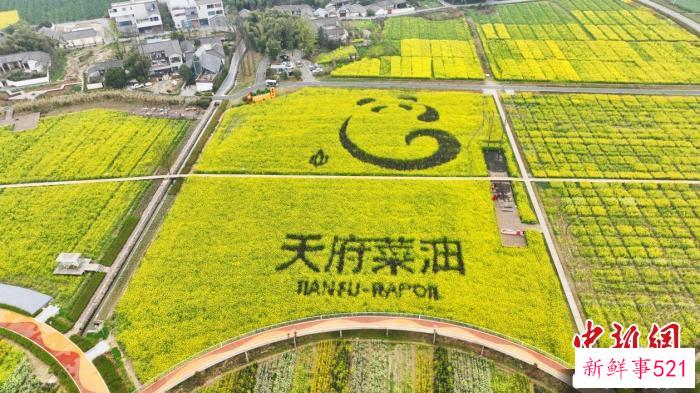 邛崃“天府菜油”大地景观。　主办方供图