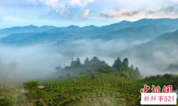 参园晨曦。　吴霖 摄