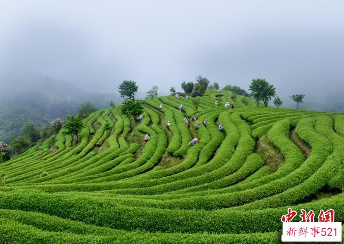 建瓯市以森林绿道建设为纽带，投入近亿元，大力发展森林生态休闲旅游。图为东游镇观光花园。　魏永青 摄