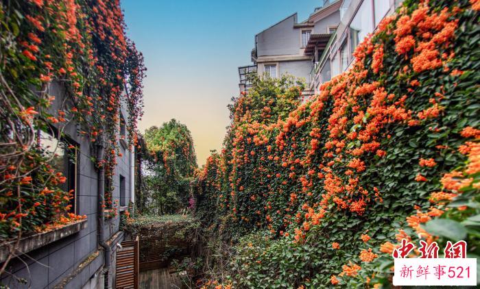 建瓯城市一角，盛开的炮仗花，形成花瀑，成网红打卡点。　魏永青 摄