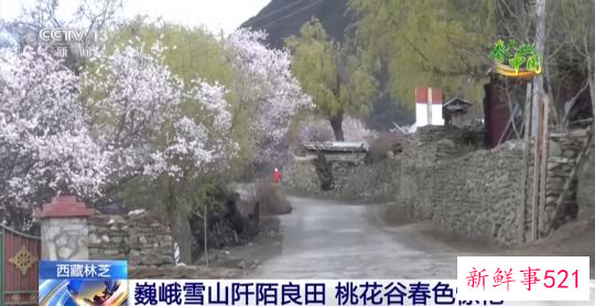西藏林芝:巍峨雪山阡陌良田 桃花谷春色惊艳