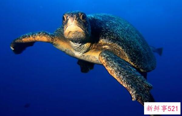 黄晓明退出朗杰引发热议-她与前任李菲儿惹来非议 称妻子不是小三