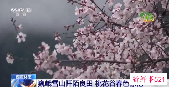 西藏林芝:巍峨雪山阡陌良田 桃花谷春色惊艳