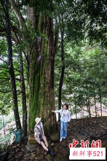 获评南平“十佳”乡村景观林的建瓯市顺阳乡际下村山后景观林，属国家级名木古树自然林保护区。　魏永青 摄