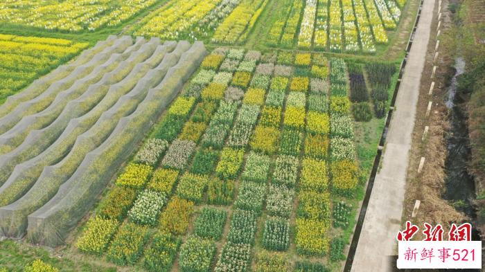 四川省农科院新都基地为四川油菜产业发展提供优质种子。　主办方供图
