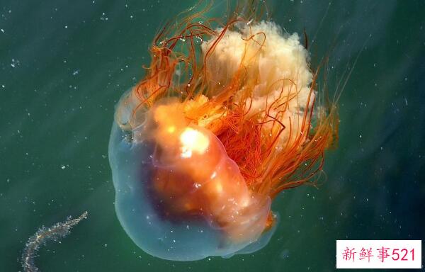 黄晓明退出朗杰引发热议-她与前任李菲儿惹来非议 称妻子不是小三