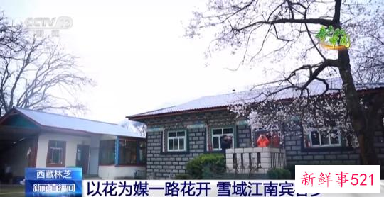 西藏林芝:巍峨雪山阡陌良田 桃花谷春色惊艳