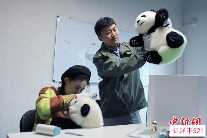 成都小伙打造大熊猫玩偶品牌，卖到50多个国家和地区。　王磊 摄