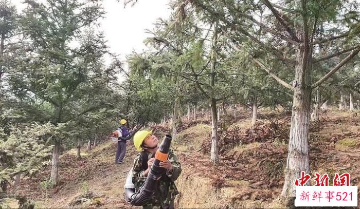 图为人工辅助授粉。　林红 摄