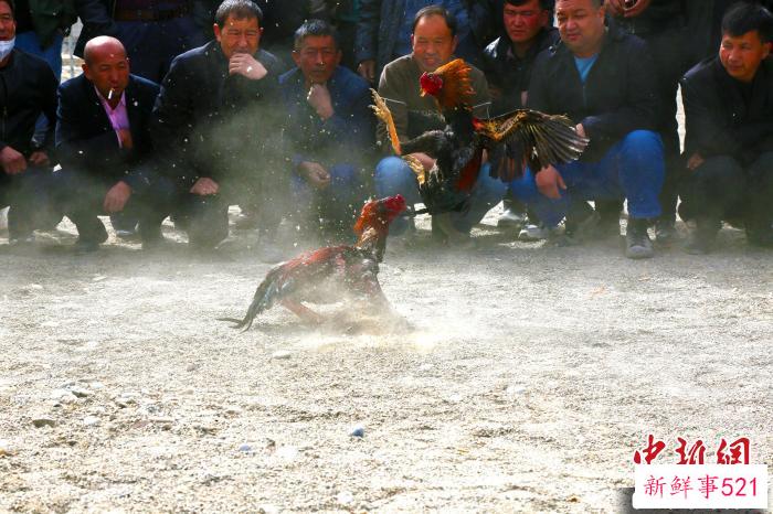 斗鸡比赛。　任平天 摄