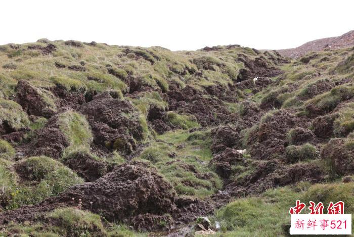 图为三江源冻土区热融滑塌。(资料图) 陈哲 供图