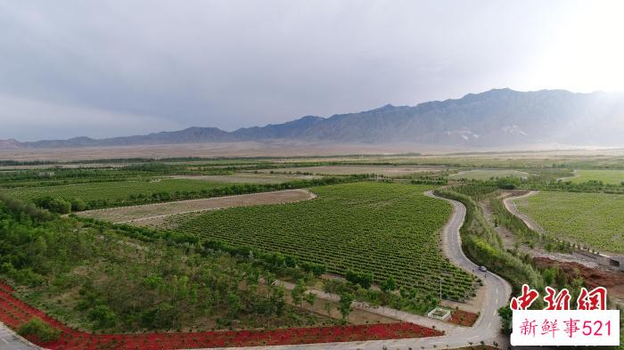 贺兰山东麓酿酒葡萄园。　银川市委宣传部供图