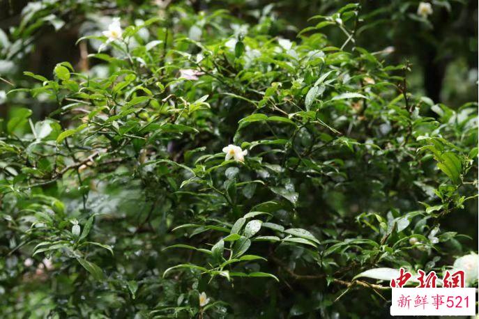 重庆阴条岭国家级自然保护区发现宜昌橙。　唐安军 摄
