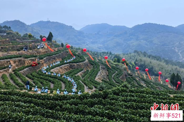 采茶女穿梭在一垄垄茶树之间。　孙虹 摄