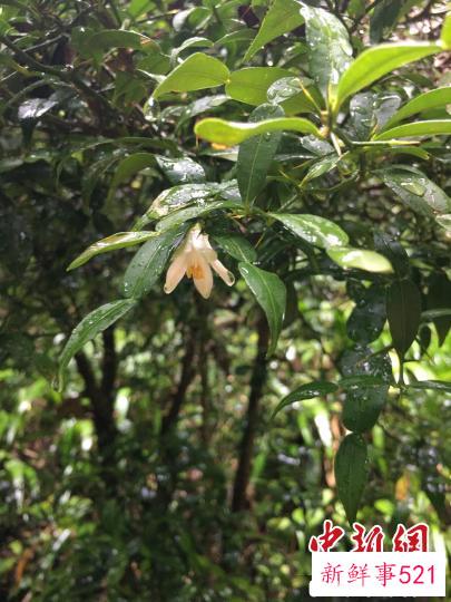 重庆阴条岭国家级自然保护区发现宜昌橙。　唐安军 摄