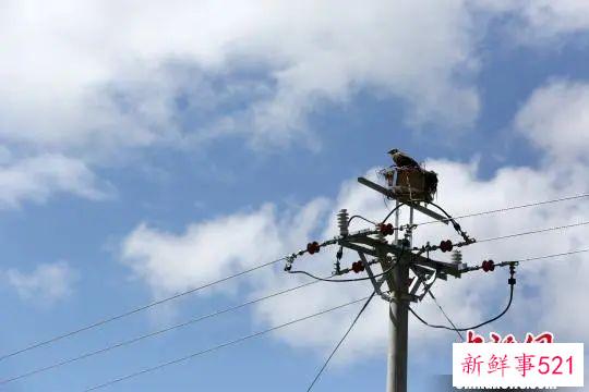 东西问·中外对话丨保护生物多样性，中国方案为世界提供何种启示？