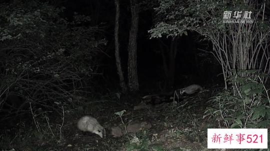 人工造林如何“再野化”？探访北京最大国有林场