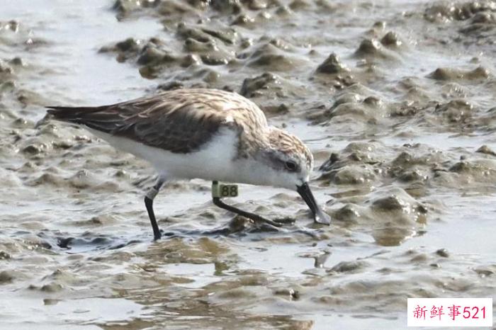 台媒：时隔2年珍稀候鸟琵嘴鹬在台南现踪