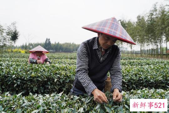 节令之美·春分丨春色正中分，莫负好时光