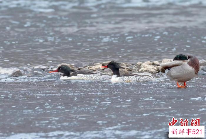 中华秋沙鸭在水边休憩。　金日宪 摄