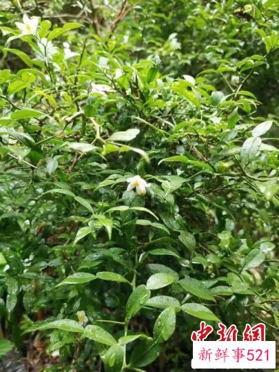 重庆阴条岭国家级自然保护区发现宜昌橙。　唐安军 摄