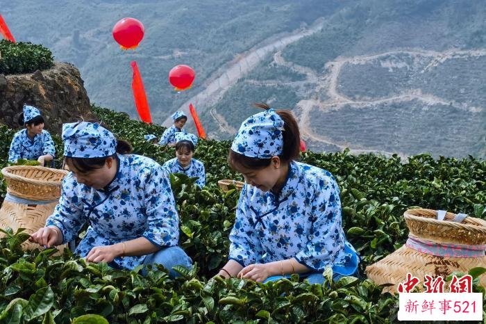 采摘佛手茶。　孙虹 摄