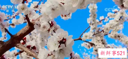 新疆吐鲁番杏花花开正当时 游客共赴春天之约