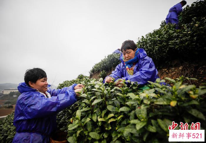 安吉白茶采摘现场 张卉 摄