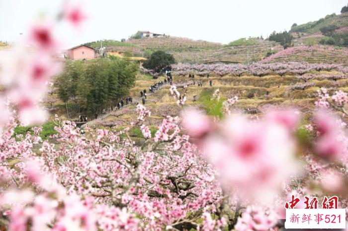 桃花如雪如霞，遍布山间。　蒋炜煌 摄