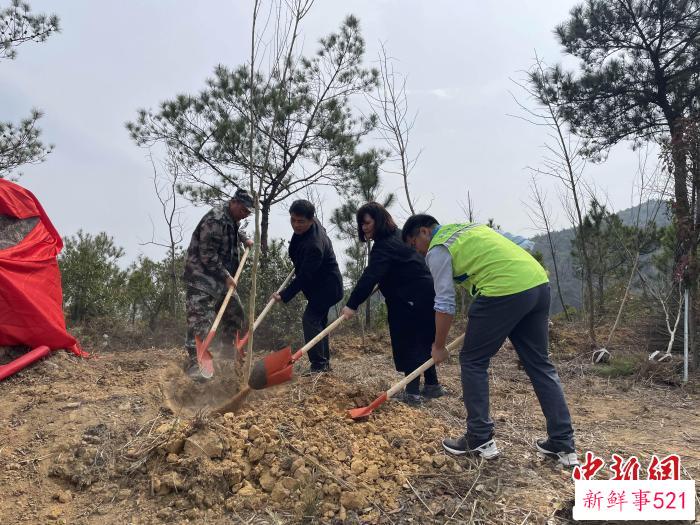 “樟台青年林”植树活动现场。　永泰县委台港澳办 供图