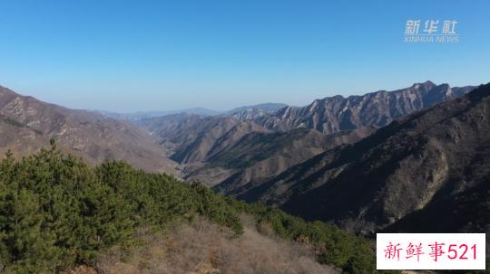 人工造林如何“再野化”？探访北京最大国有林场