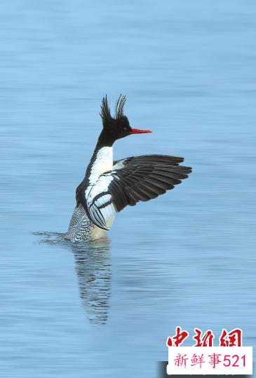 中华秋沙鸭在水中玩耍。　李柱益 摄